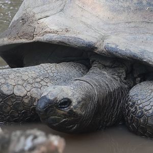 Aldabra tortoise