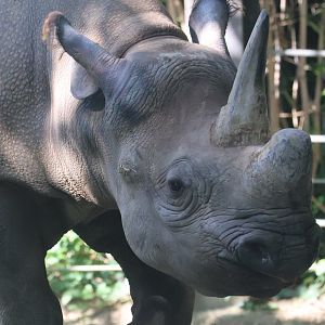 Black rhino