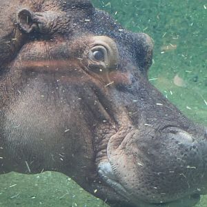 Hippopotamus