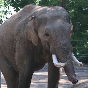 Asian elephant
