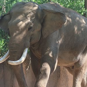 Asian elephant