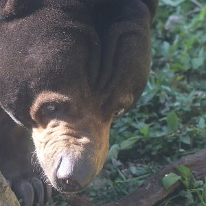 Sun bear