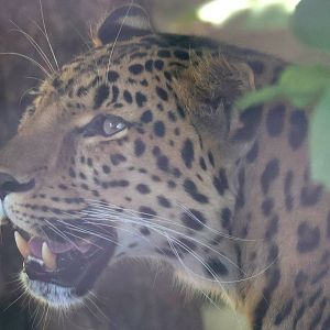 Amur leopard