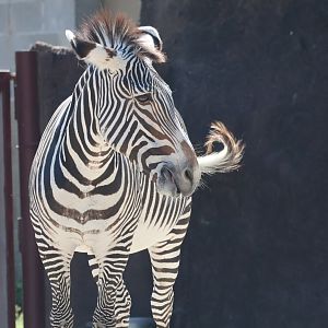 Grevy's zebra