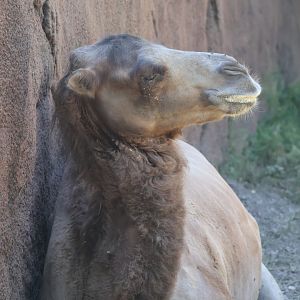 Bactrian Camel