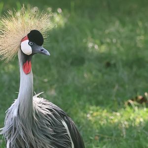 Grey Crowned Crane