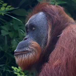 Sumatran orangutan