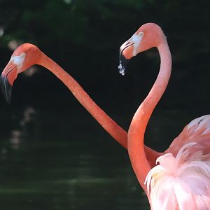 American flamingo