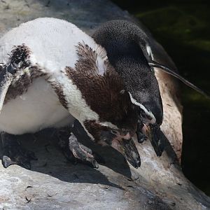 Humboldt Penguin