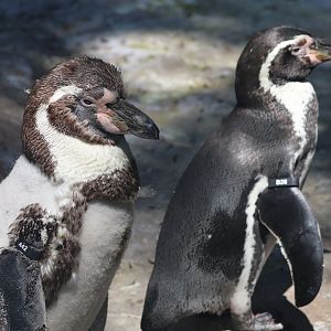 Humboldt penguins
