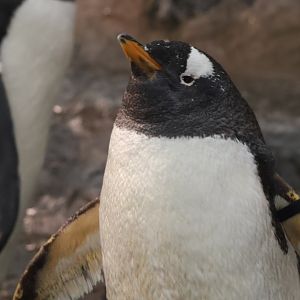 Gentoo penguin