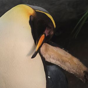 King Penguin