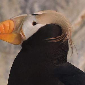 Tufted puffin