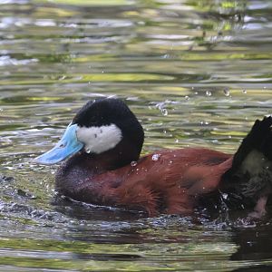 Ruddy duck