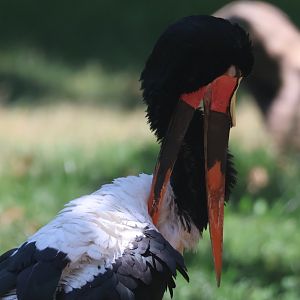Saddlebill stork
