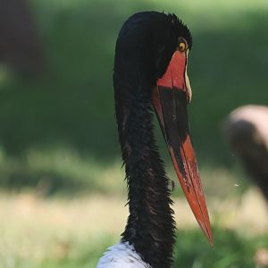 Saddlebill stork
