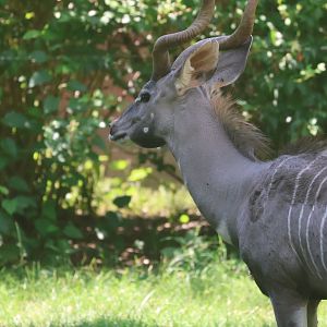 Lesser kudu