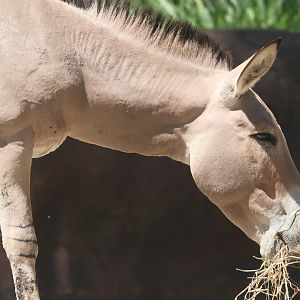 Somali wild ass