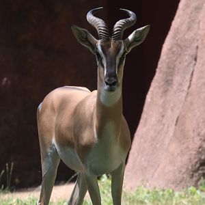 Soemerring's gazelle