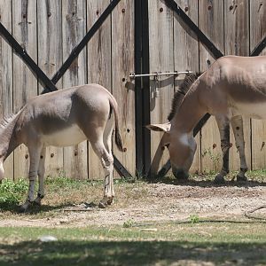 Somali wild ass foal