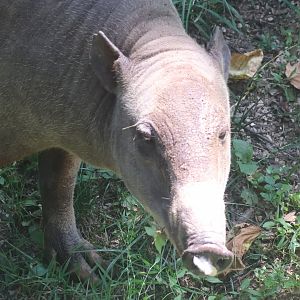 Babirusa