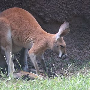 Red kangaroo