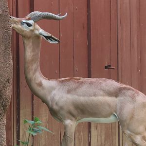 Gerenuk