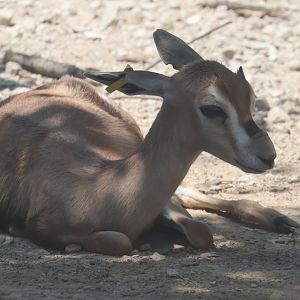 Speke's gazelle fawn