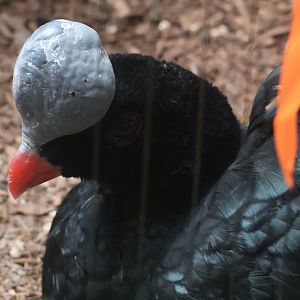 Helmeted currasow