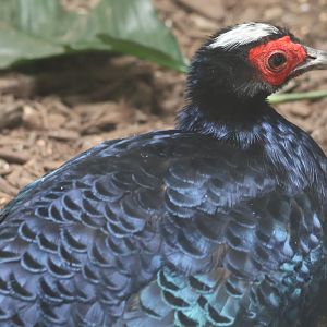 Vietnamese pheasant