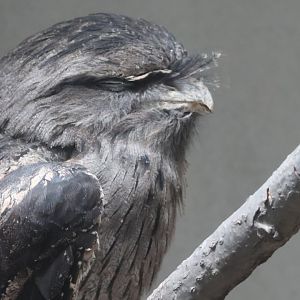 Tawny frogmouth