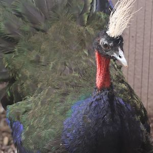 Congo peafowl