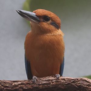 Guam kingfisher
