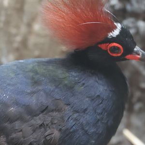 Crested wood partridge