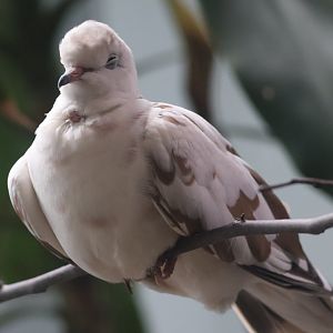 Ring Necked dove