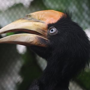 Rhinoceros hornbill