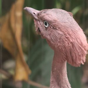 Buff crested bustard
