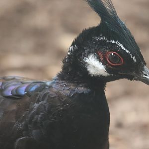 Palawan Peacock Pheasant