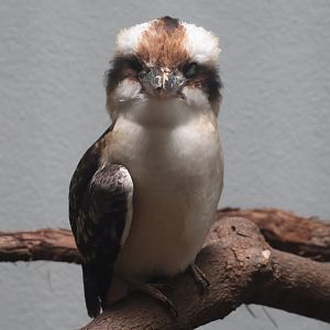 Laughing kookaburra