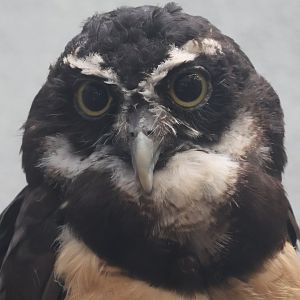 Spectacled owl