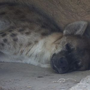 Spotted hyena (!!!)