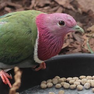 Pink headed pigeon