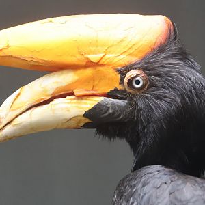 Rhinoceros hornbill