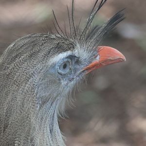 Red legged seriema