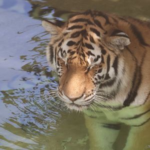 Tiger in a pool