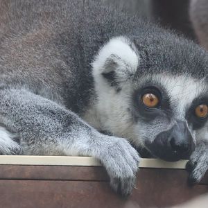 Ring Tailed lemur