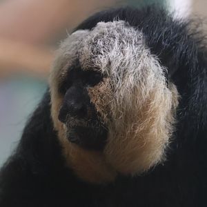 White Faced Saki