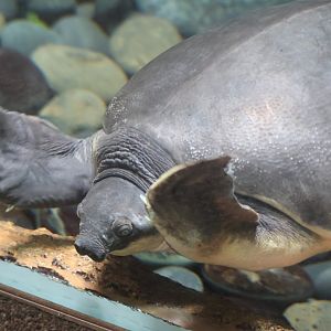 Pig nosed turtle