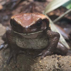 Blomberg's toad