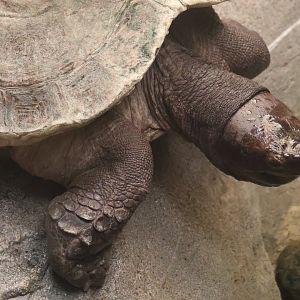 Asian giant forest turtle